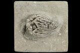 Crinoid (Cyathocrinus) Fossil - Crawfordsville, Indiana #78254-1
